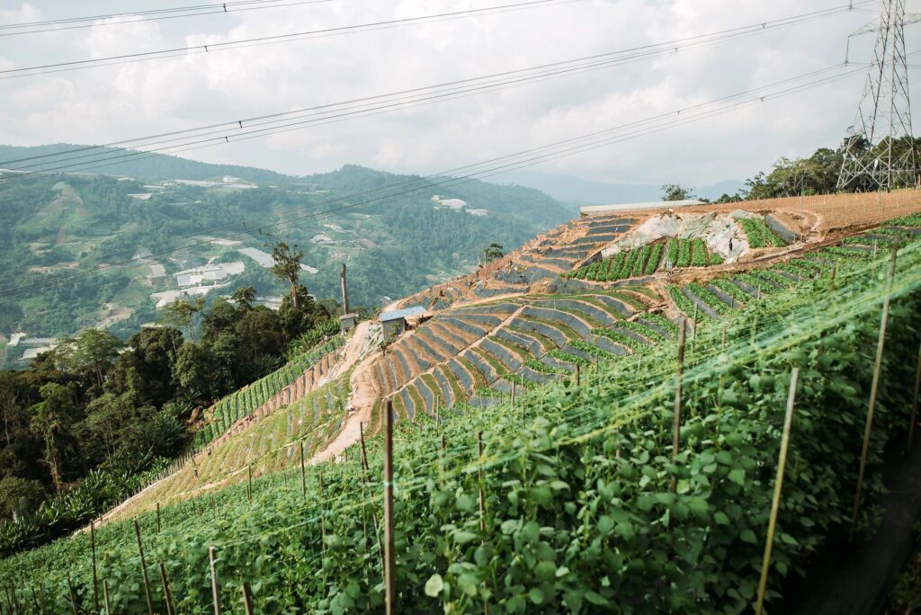 Wide shot of farm plantation on hill
