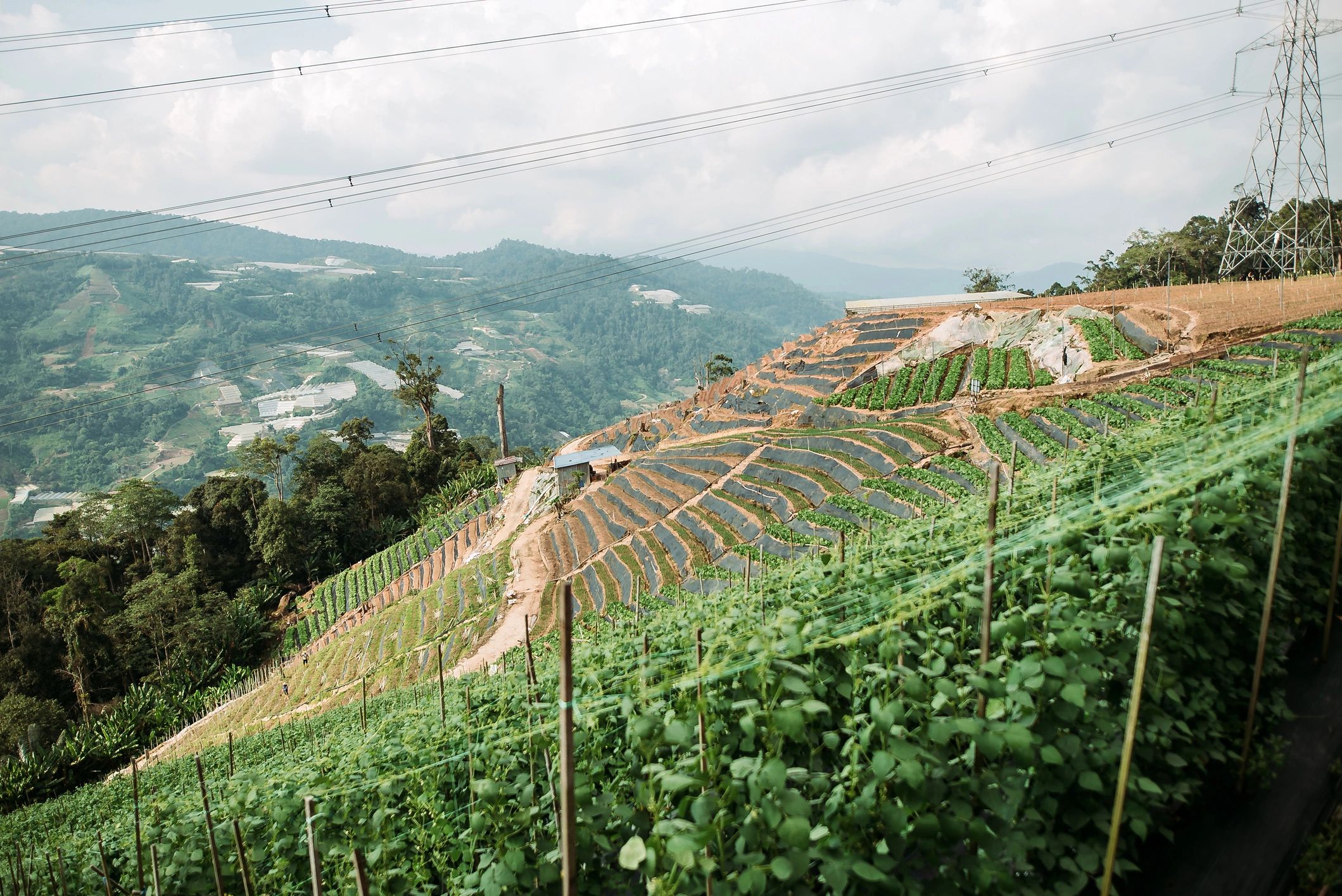 Agricultural plantation landscape representing origin sourcing