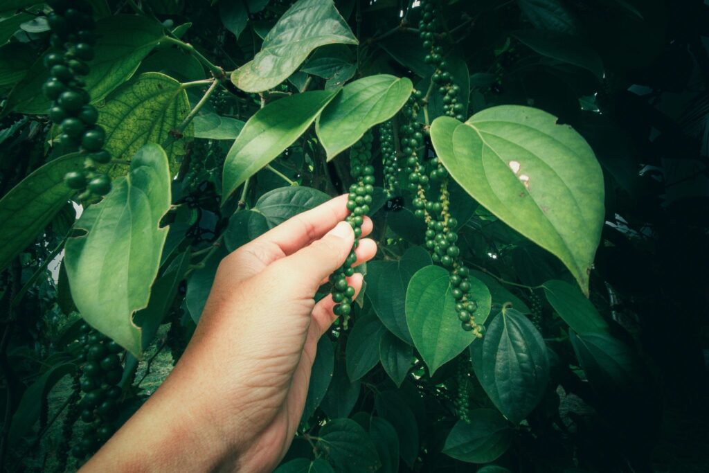 Farmer hand checking green peppercorn