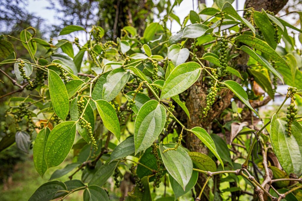 Black pepper plant, Piper nigrum growing up a tree