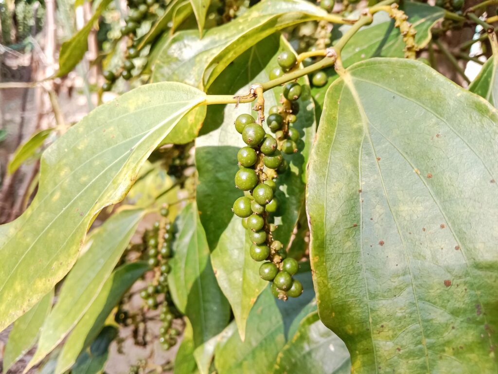 White pepper plant with green berries on the tree. White pepper (Piper nigrum) is a flowering vine cultivated for its fruit known as the peppercorn.